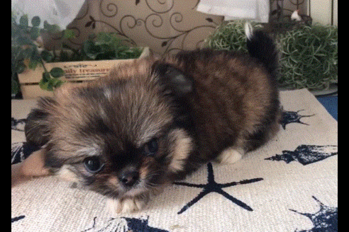成約済の香川県のミックス犬-52830の1枚目